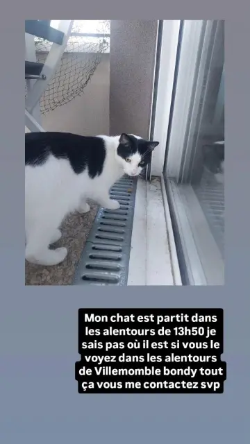 chat lost   93250 Villemomble Leamon