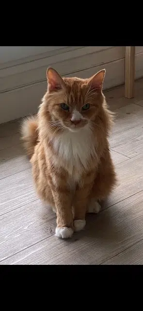 chat lost   93160 Noisy-le-Grand Lex