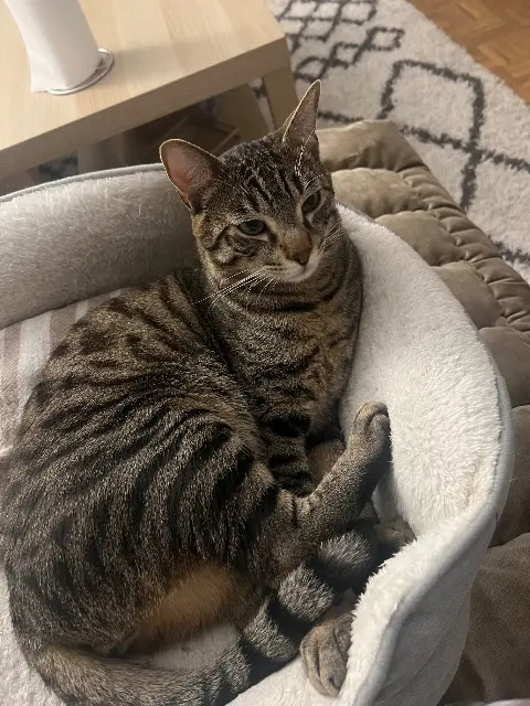 chat lost   93250 Villemomble Lilou