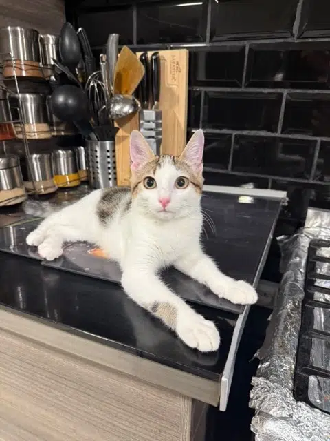 chat lost   93600 Aulnay-sous-Bois Locki