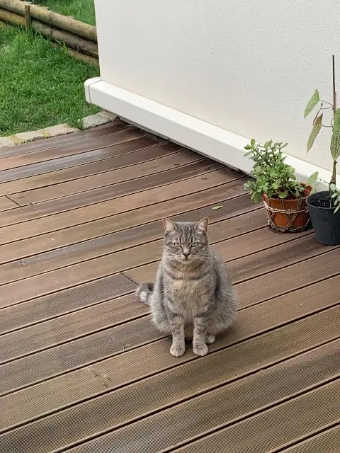 chat lost   93370 Montfermeil Loki