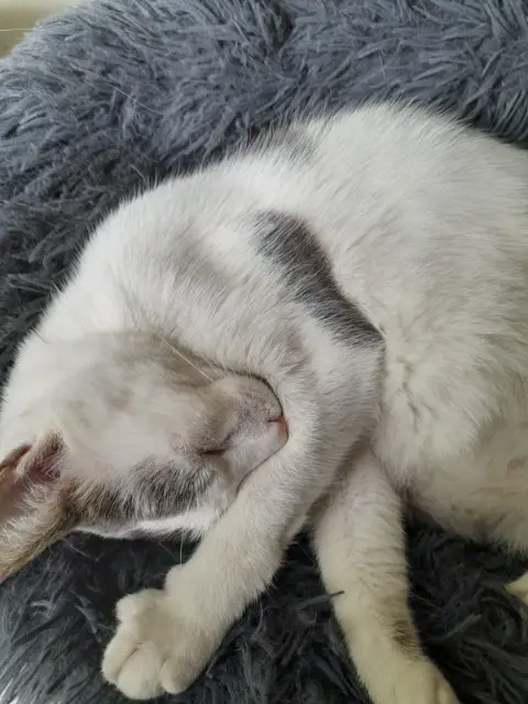 chat lost   93410 Vaujours Léon