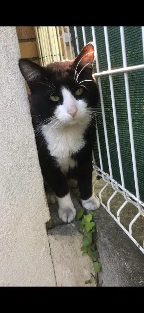 chat lost   93700 Drancy Maki