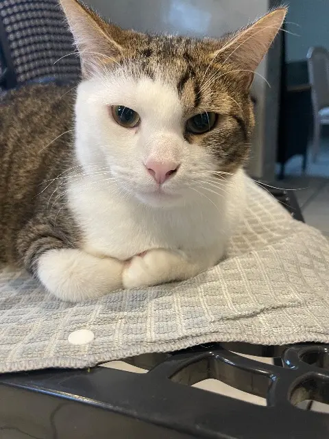 chat lost   93390 Clichy-sous-Bois Maxou