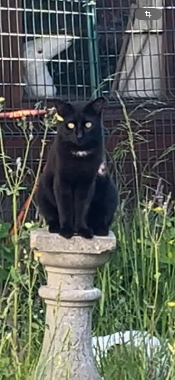 Chat Perdu 93 Seine-Saint-Denis - Mephisto Chat Perdu 93 Seine-Saint-Denis - Mephisto