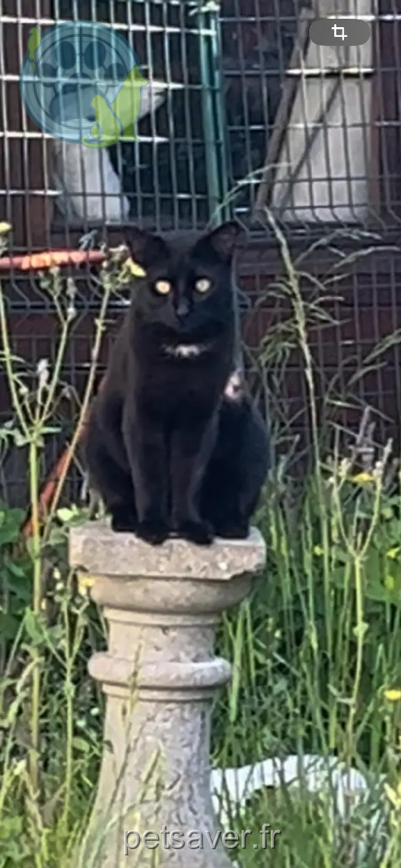 Chat Perdu 93 Seine-Saint-Denis - Mephisto Chat Perdu 93 Seine-Saint-Denis - Mephisto