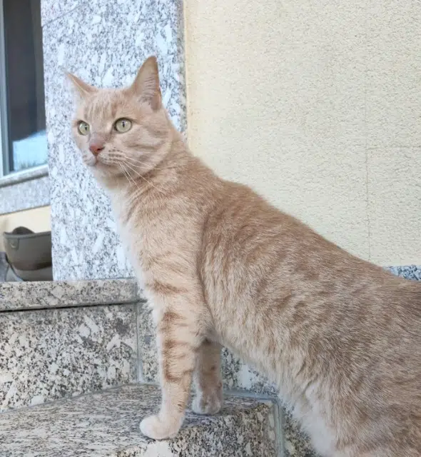 chat lost   93400 Saint-Ouen-sur-Seine Milo