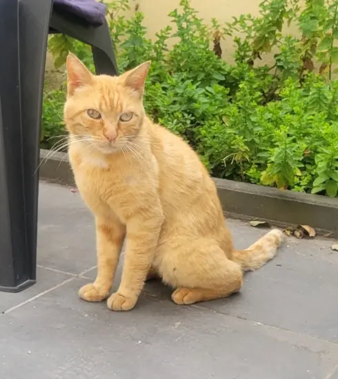 Chat Perdu 93 Seine-Saint-Denis - Mimi