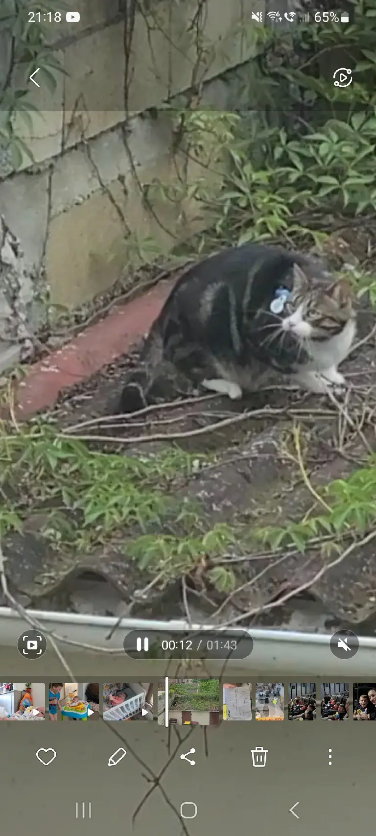 Chat Perdu 93 Seine-Saint-Denis - Minou Chat Perdu 93 Seine-Saint-Denis - Minou