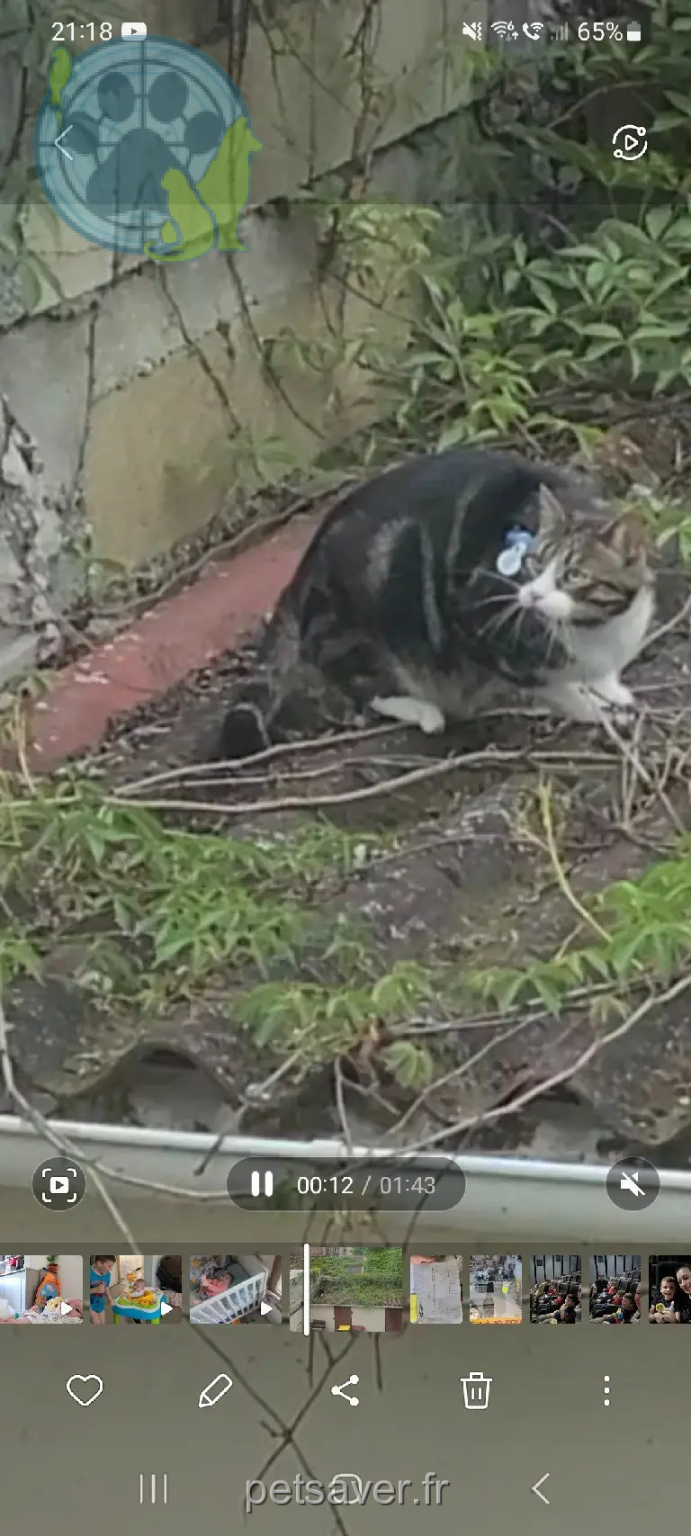 Chat Perdu 93 Seine-Saint-Denis - Minou Chat Perdu 93 Seine-Saint-Denis - Minou