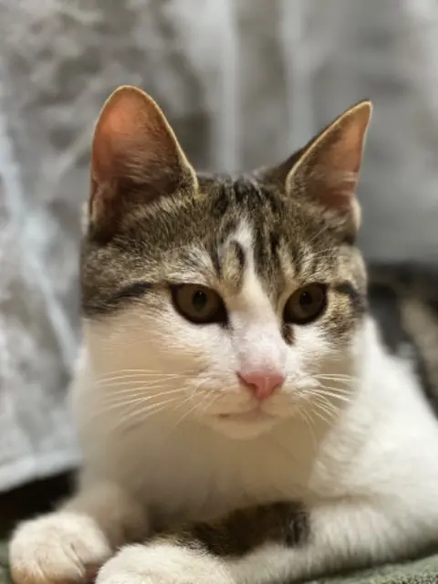 chat lost   93600 Aulnay-sous-Bois minou