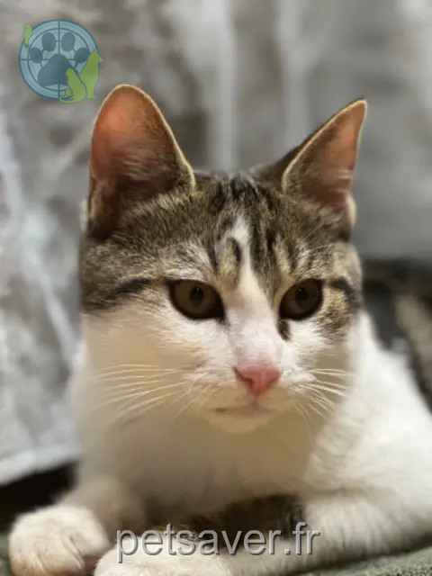 chat perdu 93600 Aulnay-sous-Bois minou chat lost 93600 Aulnay-sous-Bois minou