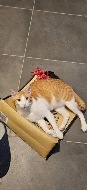 chat lost   93700 Drancy Moana