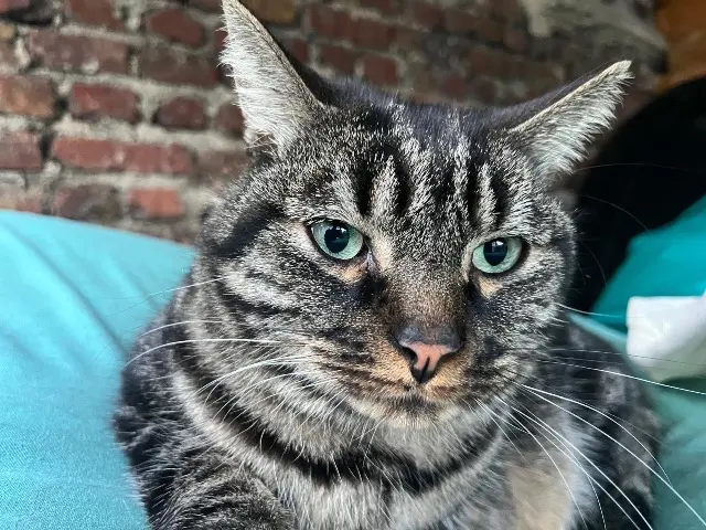 chat lost   93100 Montreuil Bart