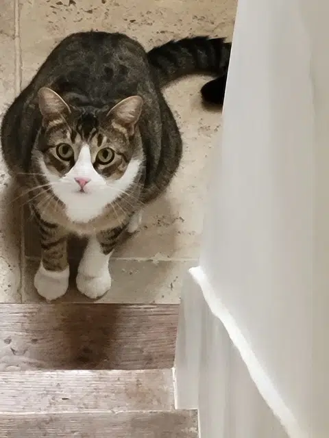 chat lost   93100 Montreuil Chaki