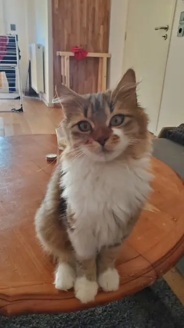 chat lost   93100 Montreuil Gino