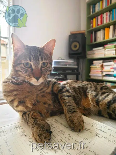 chat lost   93100 Montreuil Laszlo