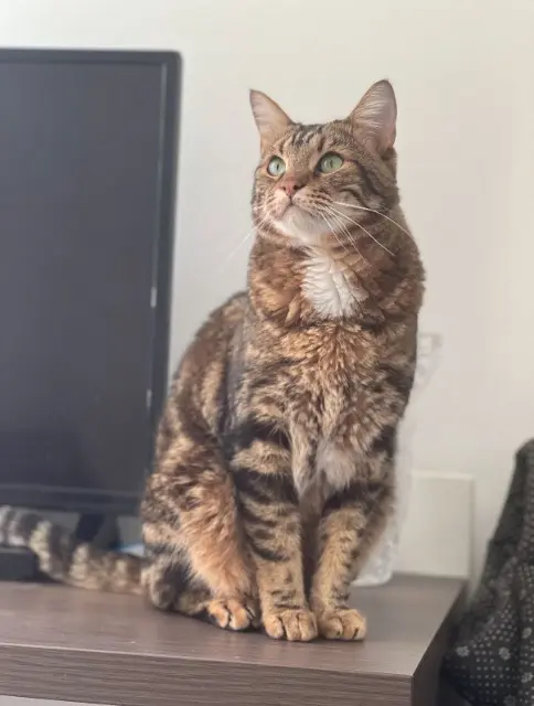 chat lost   93100 Montreuil Le Tigre