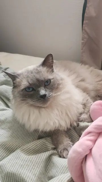 chat lost   93100 Montreuil Nelson