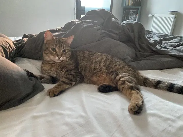 cat lost   93100 Montreuil Néo