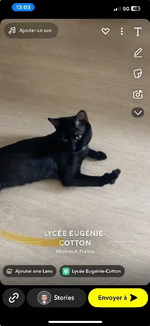 chat lost   93100 Montreuil Oscar