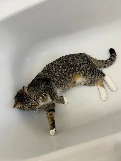 chat lost   93100 Montreuil Pedro