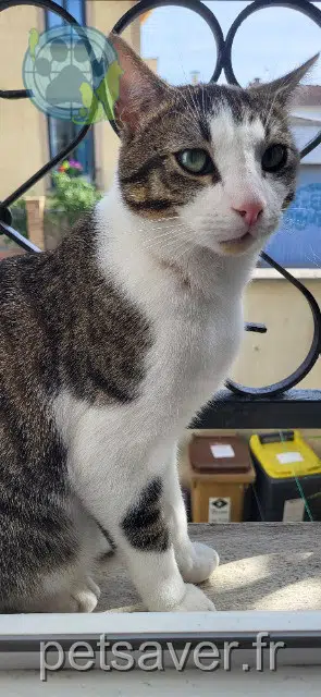 chat lost   93100 Montreuil Pika