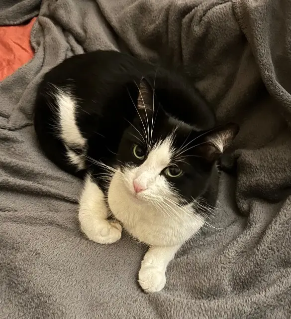 chat lost   93100 Montreuil Rothko