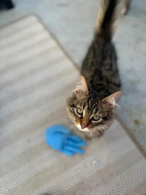 chat lost   93100 Montreuil Simba