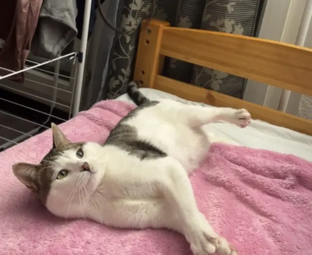 chat lost   93100 Montreuil Sparta