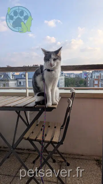 chat lost   93100 Montreuil Tommy