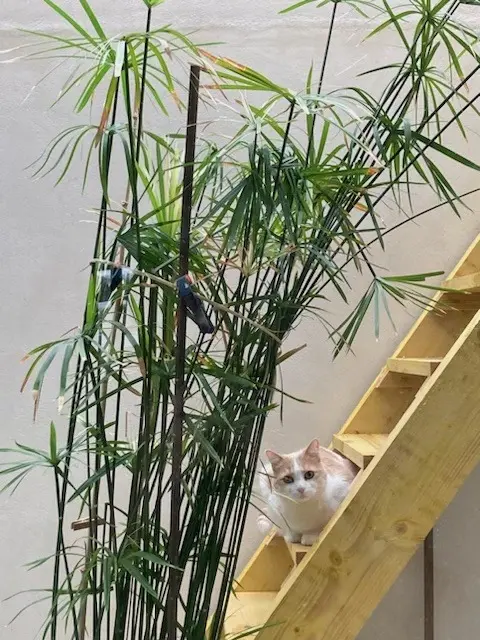chat lost   93100 Montreuil TXIKI