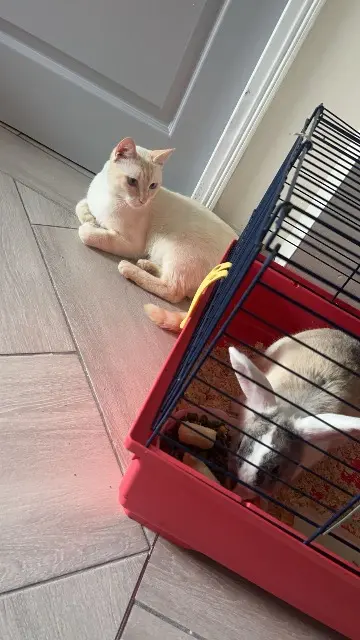 chat lost   93100 Montreuil Youpi