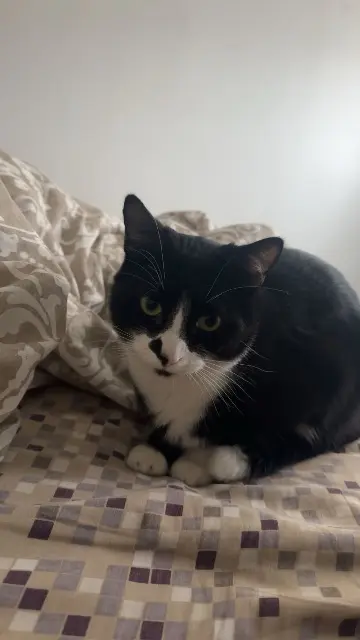 chat lost   93420 Villepinte Moon