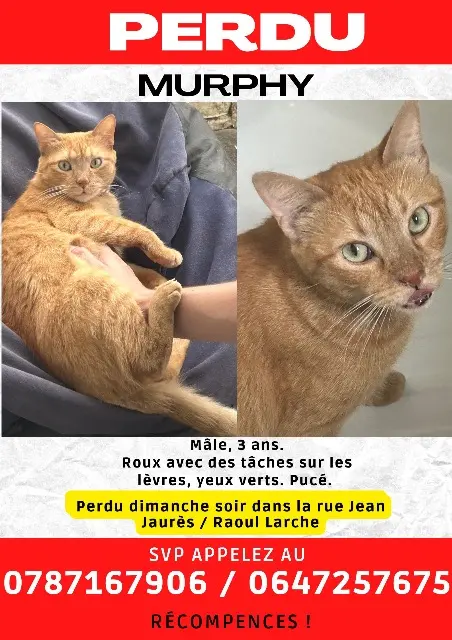 chat lost   93470 Coubron Murphy