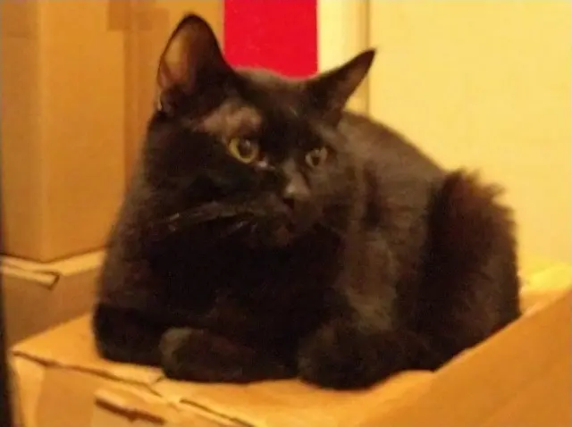 chat lost   93290 Tremblay-en-France Narvalo