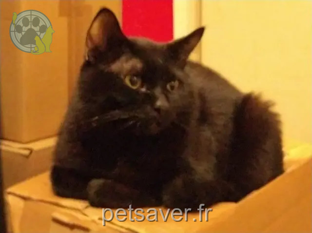 gato perdido 93290 Tremblay-en-France Narvalo gato lost 93290 Tremblay-en-France Narvalo
