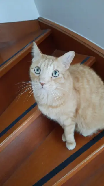 chat perdu 93250 Villemomble Neko chat lost 93250 Villemomble Neko