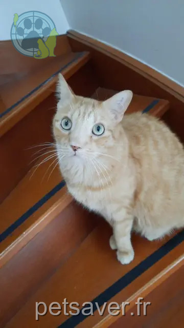 gato perdido 93250 Villemomble Neko gato lost 93250 Villemomble Neko