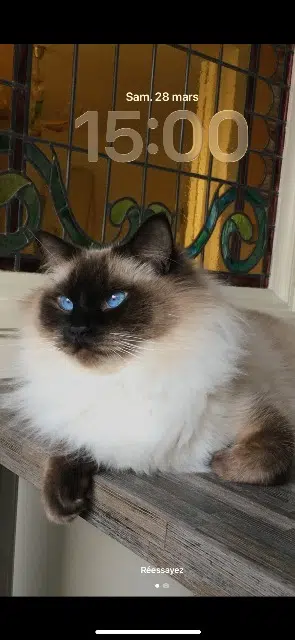 chat lost   93600 Aulnay-sous-Bois Niette