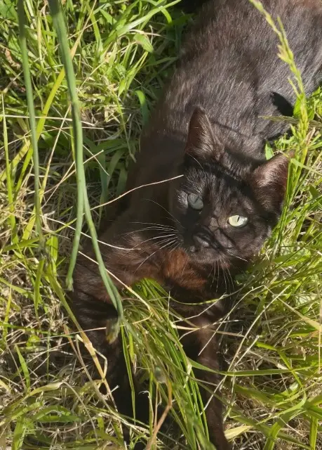 chat lost   93220 Gagny Noisette