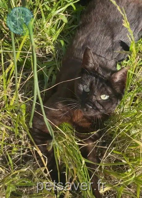 gatto perso 93220 Gagny Noisette gatto lost 93220 Gagny Noisette