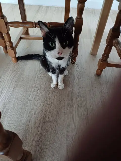 chat lost   93700 Drancy Nono