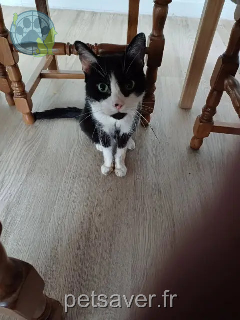 Kater vermisst 93700 Drancy Nono Kater lost 93700 Drancy Nono