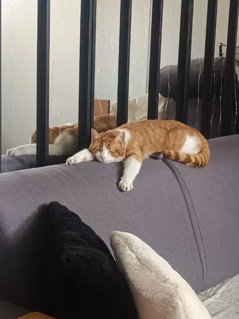 chat lost   93270 Sevran Nougat