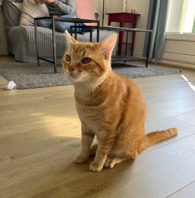 chat lost   93250 Villemomble Nuggets