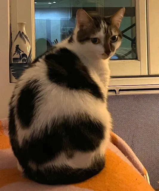 cat lost 93500 Pantin Oggy cat lost 93500 Pantin Oggy