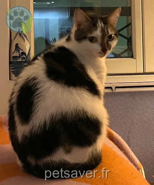 chat perdu 93500 Pantin Oggy chat lost 93500 Pantin Oggy