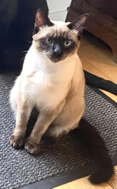 chat lost   93370 Montfermeil Padi