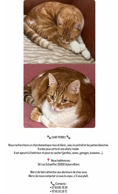 cat lost   93300 Aubervilliers Pamuk